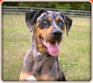 Photo of The Wild Catahoulas